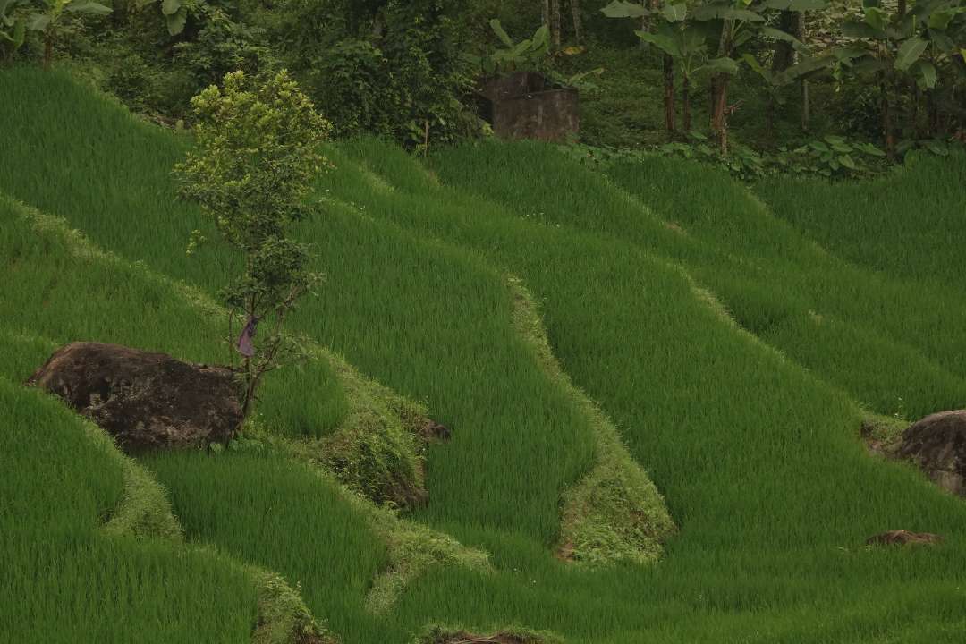 Vietnam Vietnam
